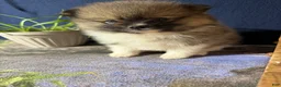 Pomeranian dogs for sale: Colton - Ad 12