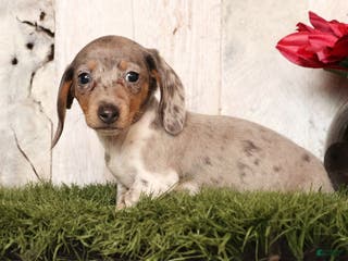 Miniature Dachshund dogs Mason - Ad 14