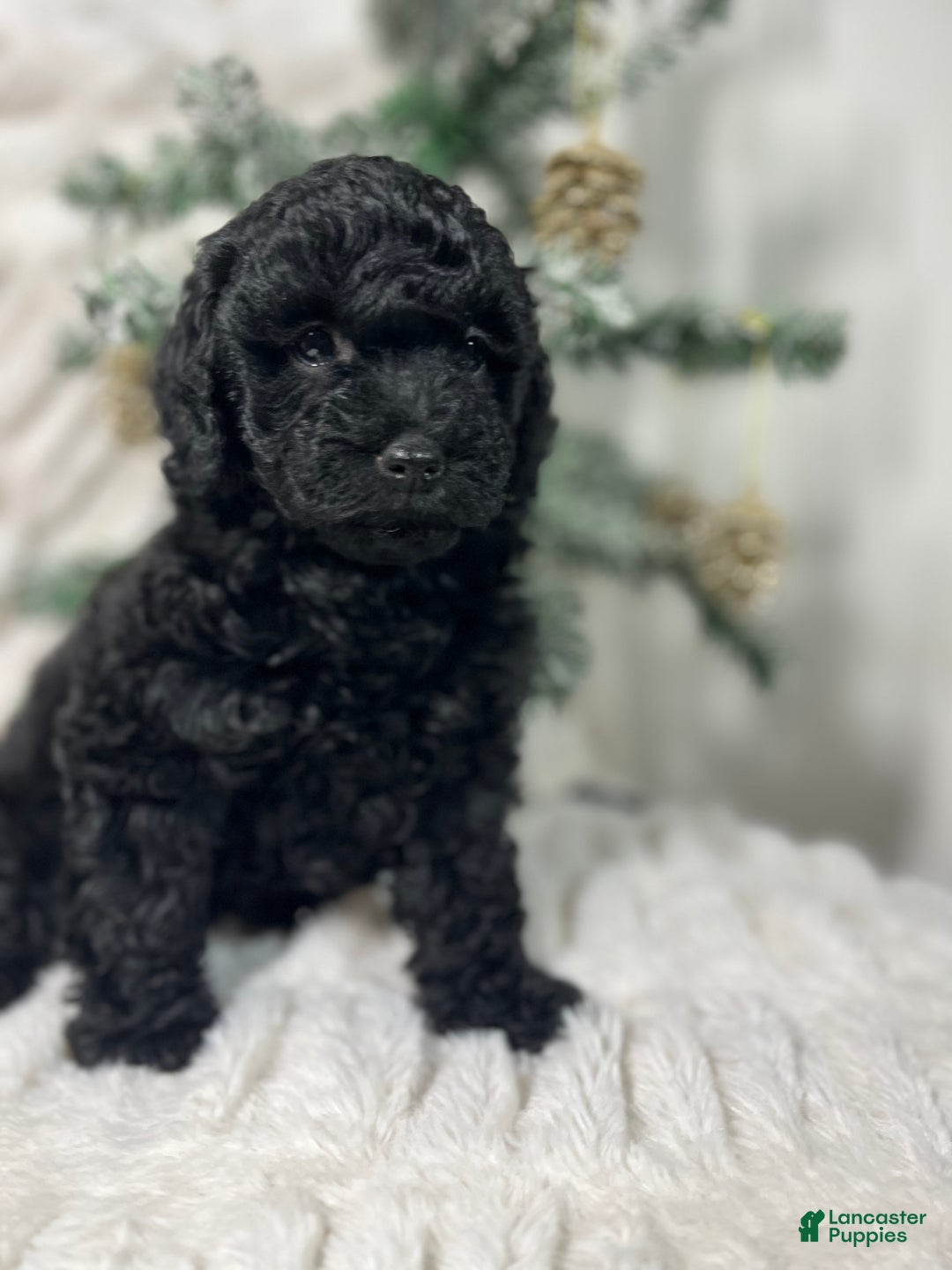 Yorkiepoo dogs for sale: Coco - Ad 4