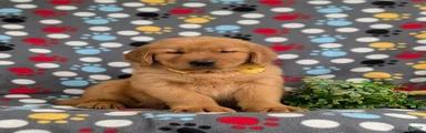 Tobie AKC Reg