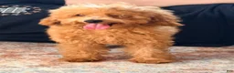 Miniature Poodle dogs for sale: Miniature Poodle 1 - Ad 5