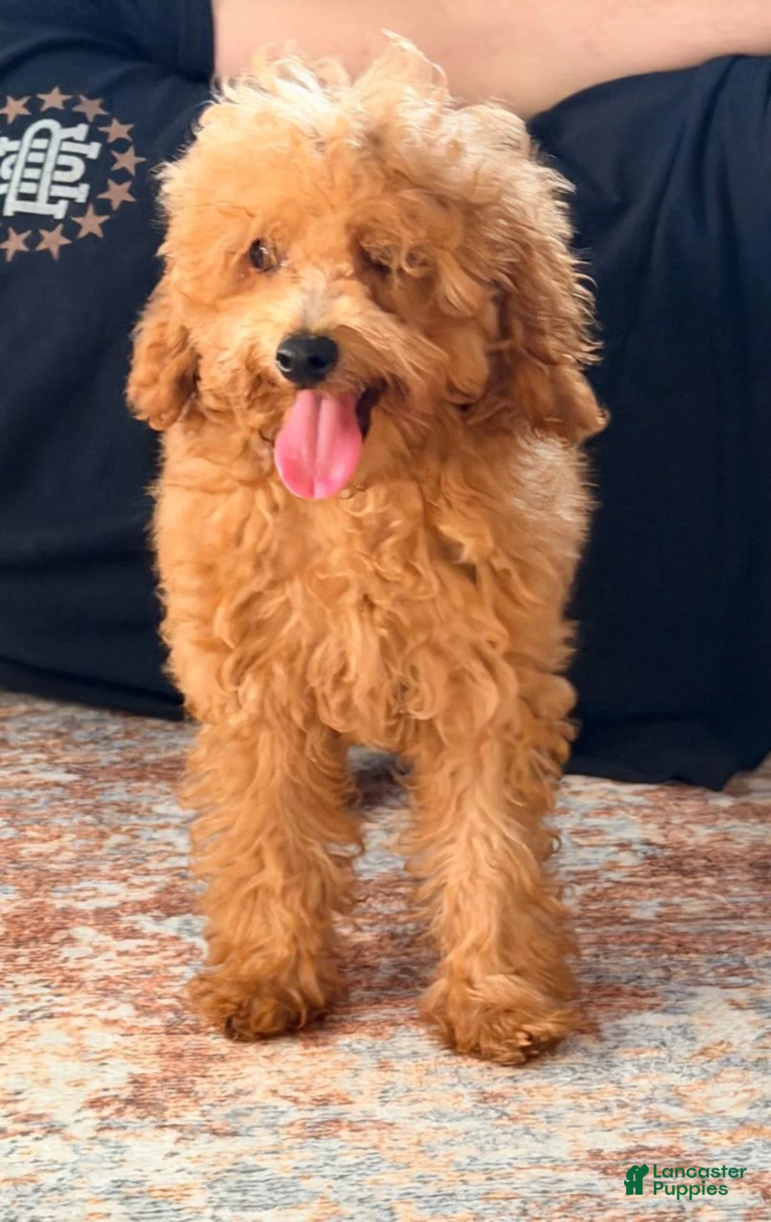 Miniature Poodle dogs for sale: Miniature Poodle 1 - Ad 5