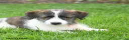 Mixed Breed dogs for sale: Freddie - Ad 4