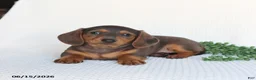 Miniature Dachshund dogs for sale: Dolly - Ad 3