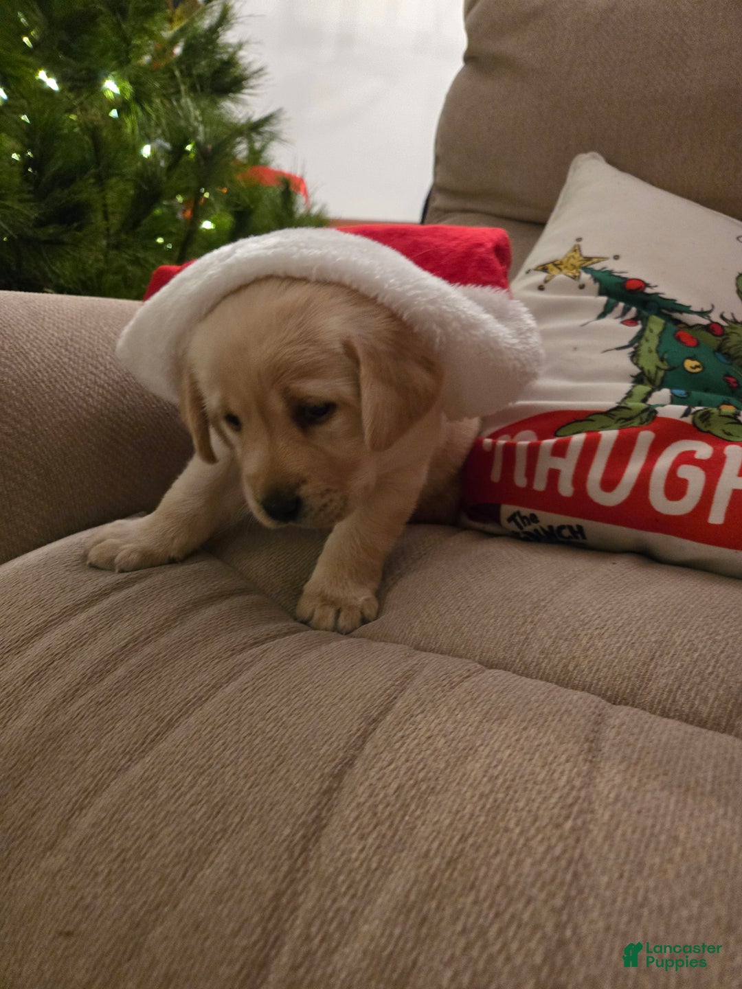 Labrador Retriever dogs for sale: Labrador Retriever Puppy 3 - Ad 6