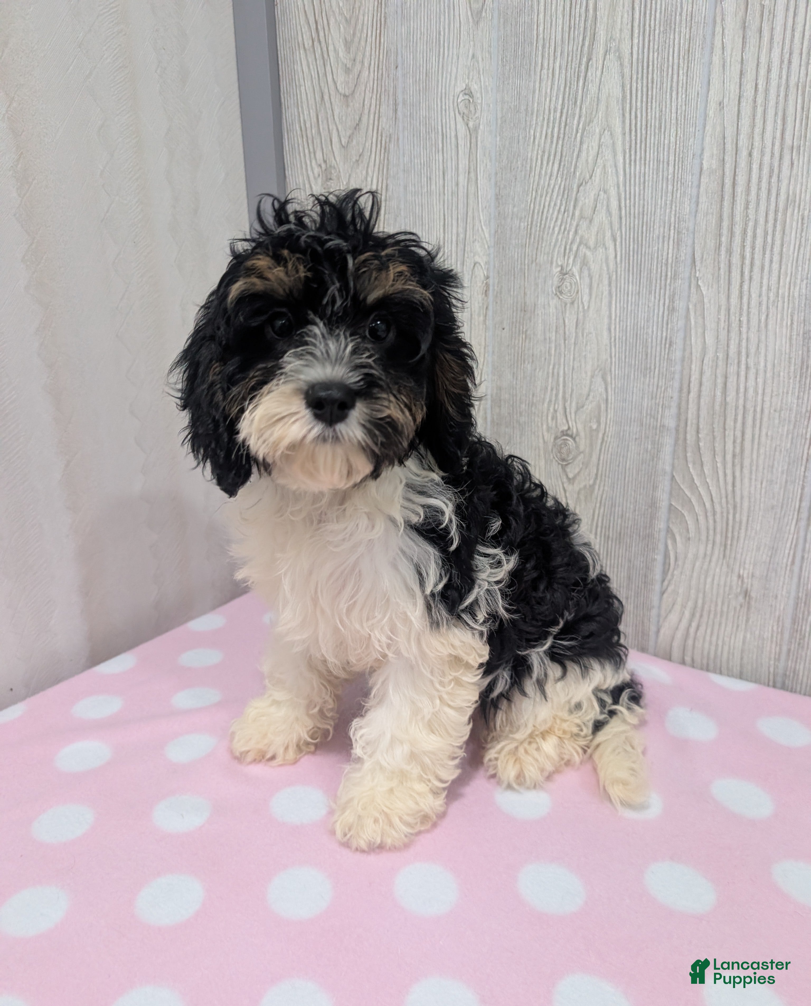 Cavapoo dogs Clover - Ad 1