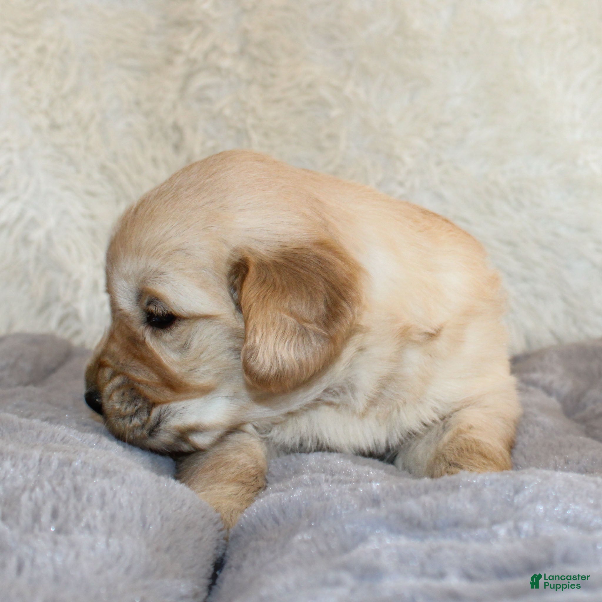 Golden Retriever dogs Nolan the TRAINED Golden Retriever Puppy  - Ad 2