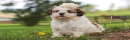 Shih Tzu dogs for sale: Clover - Ad 3