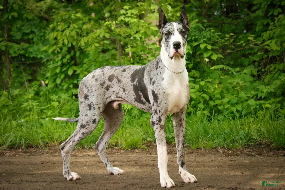 Great Dane dogs for sale: Winston - Ad 10