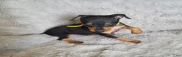 Miniature Pinscher dogs for sale: Paya - Ad 3