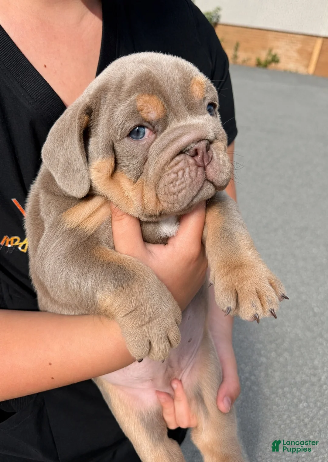 English Bulldog dogs for sale: English Bulldog 1 - Ad 1