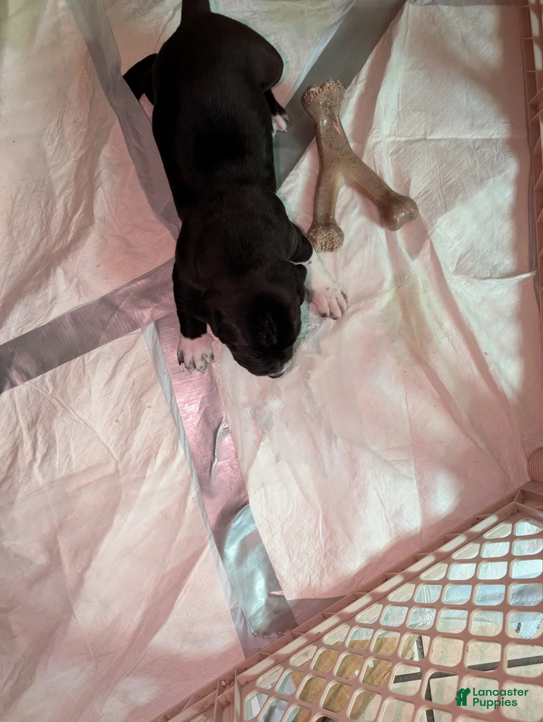 American Pit Bull Terrier dogs for sale: Shadow - Ad 2