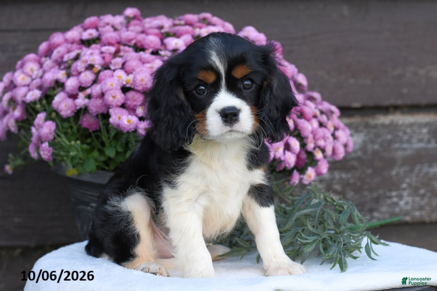 Cavalier King Charles Spaniel dogs Cinnamon - Ad 1