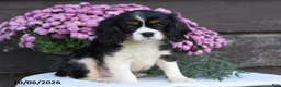 Cavalier King Charles Spaniel dogs for sale: Cinnamon - Ad 1
