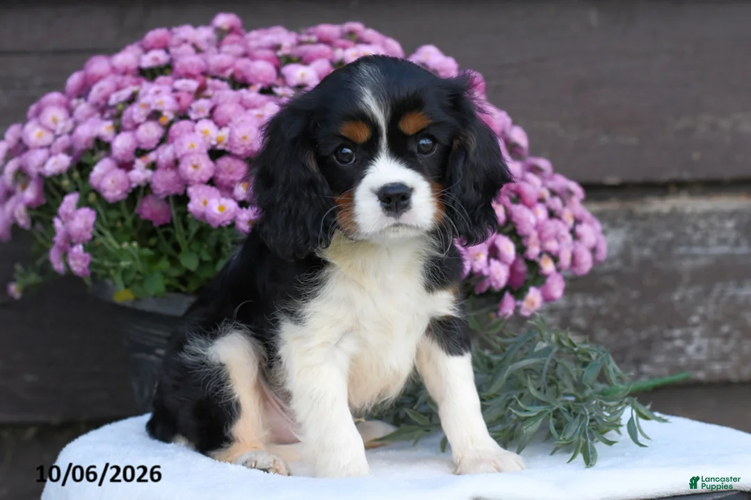 Cavalier King Charles Spaniel dogs for sale: Cinnamon - Ad 1
