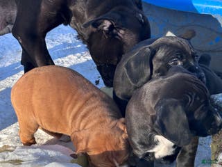 Mixed Breed dogs Bear - Ad 23