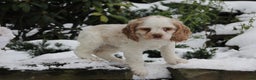 English Cocker Spaniel dogs for sale: Bambi - Ad 4