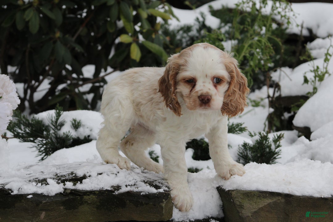 English Cocker Spaniel dogs for sale: Bambi - Ad 4