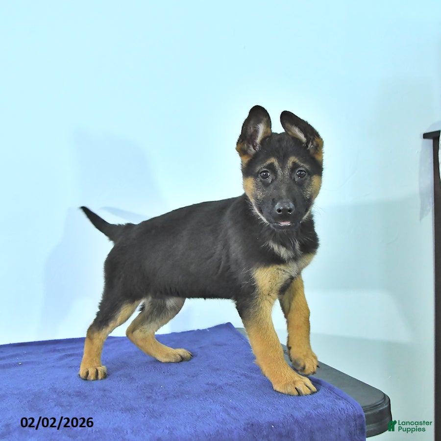 German Shepherd dogs Ripley - Ad 2