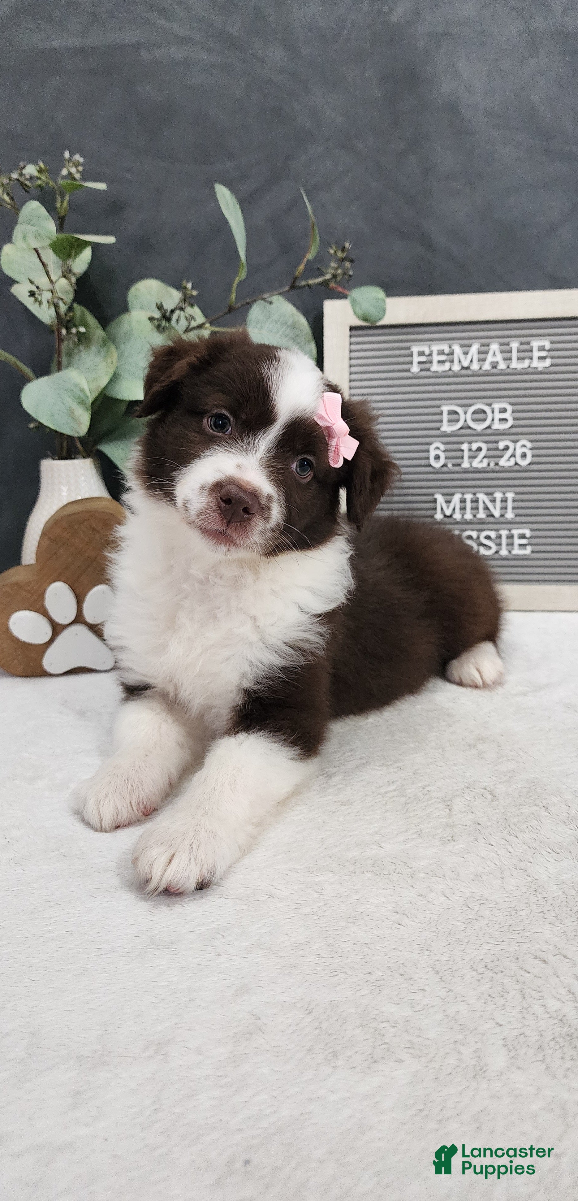 Miniature Australian Shepherd dogs Avery - Ad 2