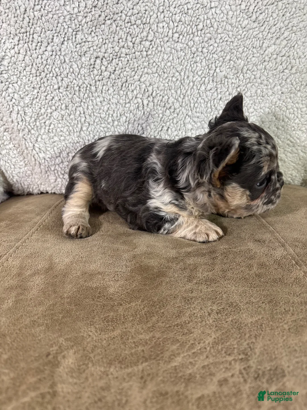French Bulldog dogs for sale: Hazel - Ad 2