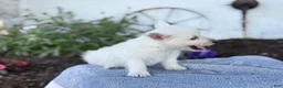 West Highland Terrier dogs for sale: Bandit - Ad 9
