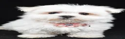 Maltese dogs for sale: Hope - Ad 7