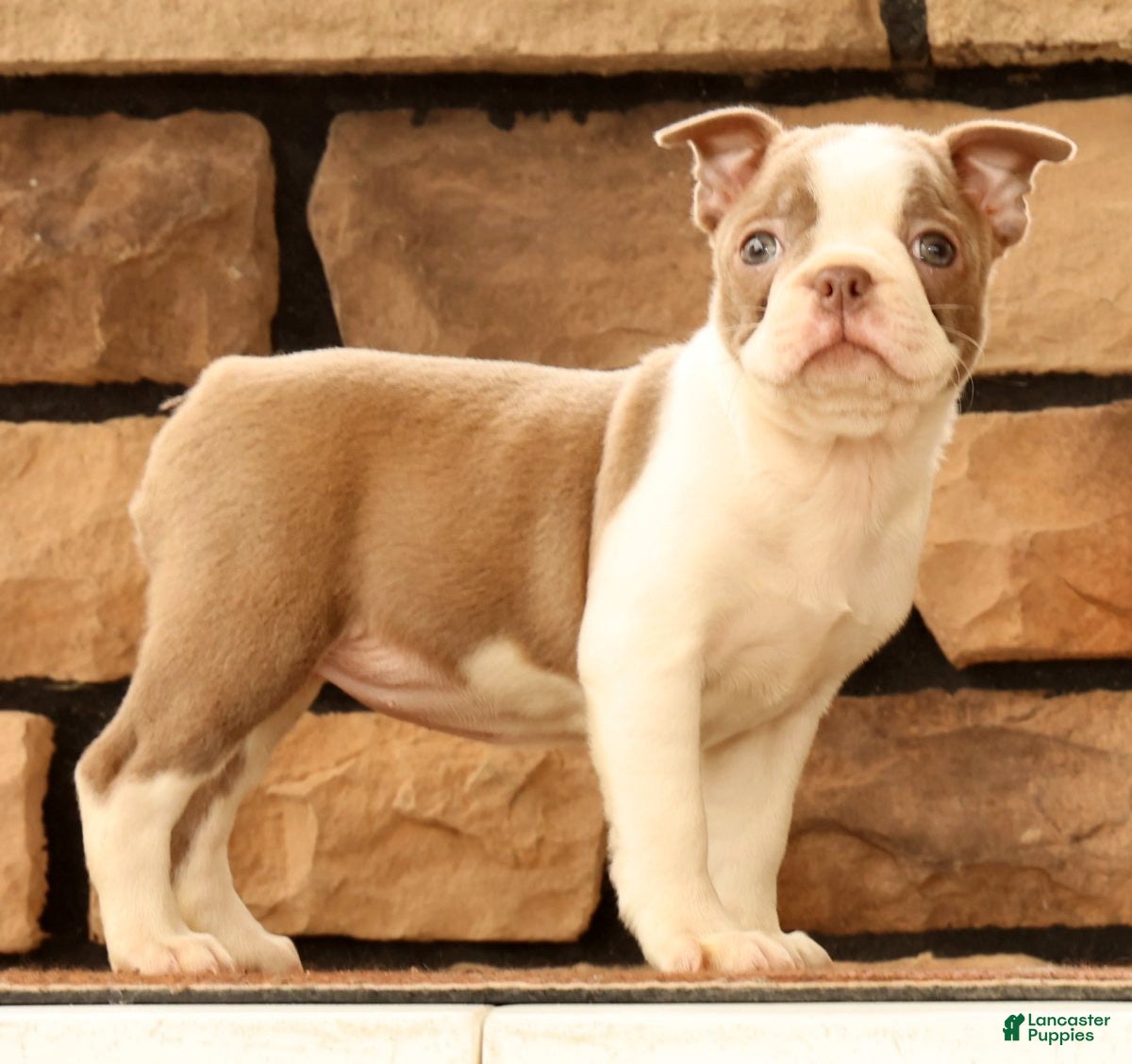 Boston Terrier dogs for sale: Crystal - Ad 6