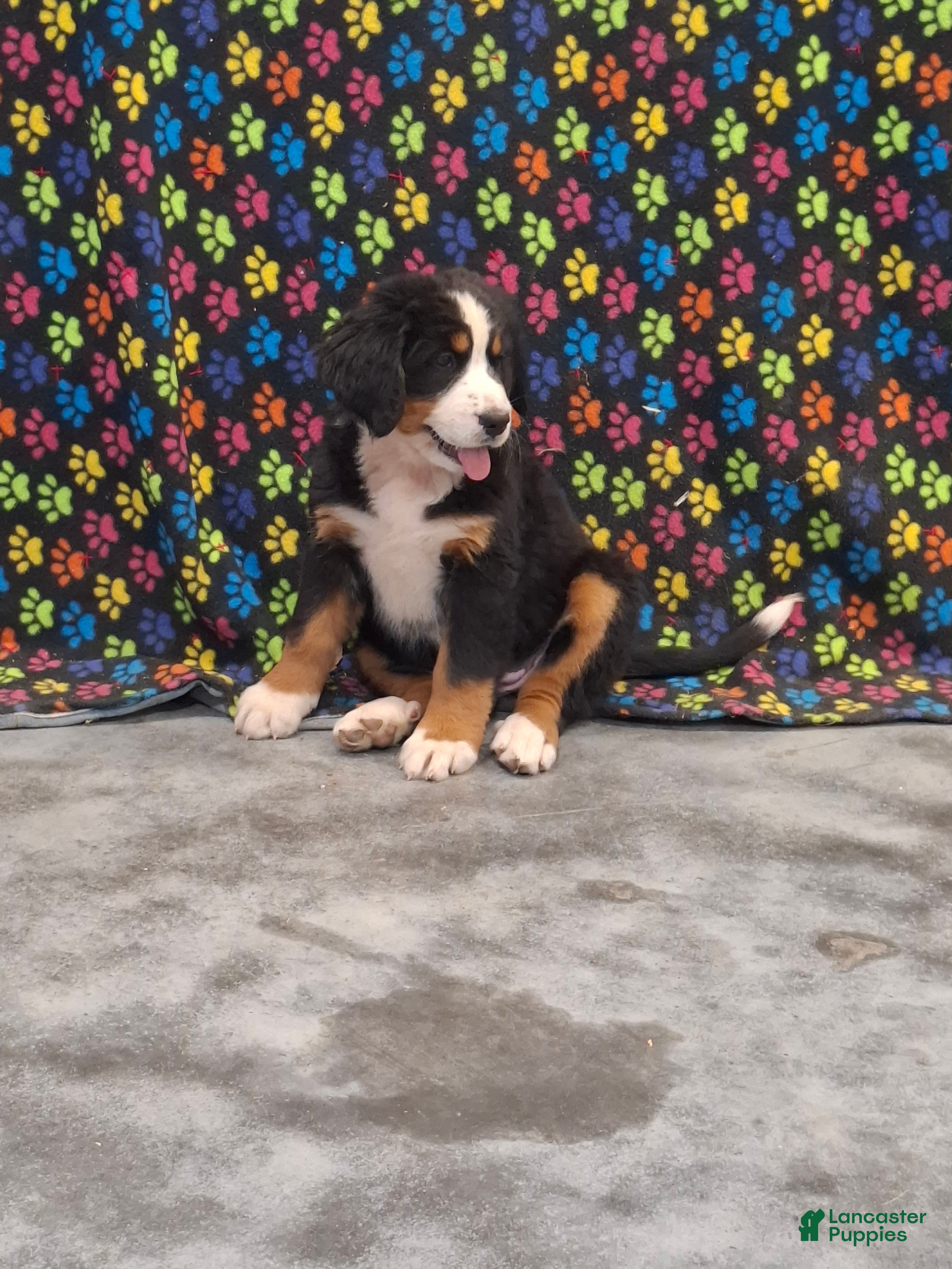 Bernese Mountain Dog dogs Jane - Ad 1