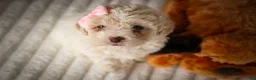 Miniature Poodle dogs for sale: Jett 🐾  - Ad 19