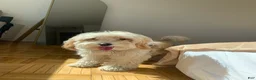 Biewer Terrier dogs for sale: Marcello - Ad 4