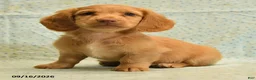 Dachshund dogs for sale: Sparky - Ad 3
