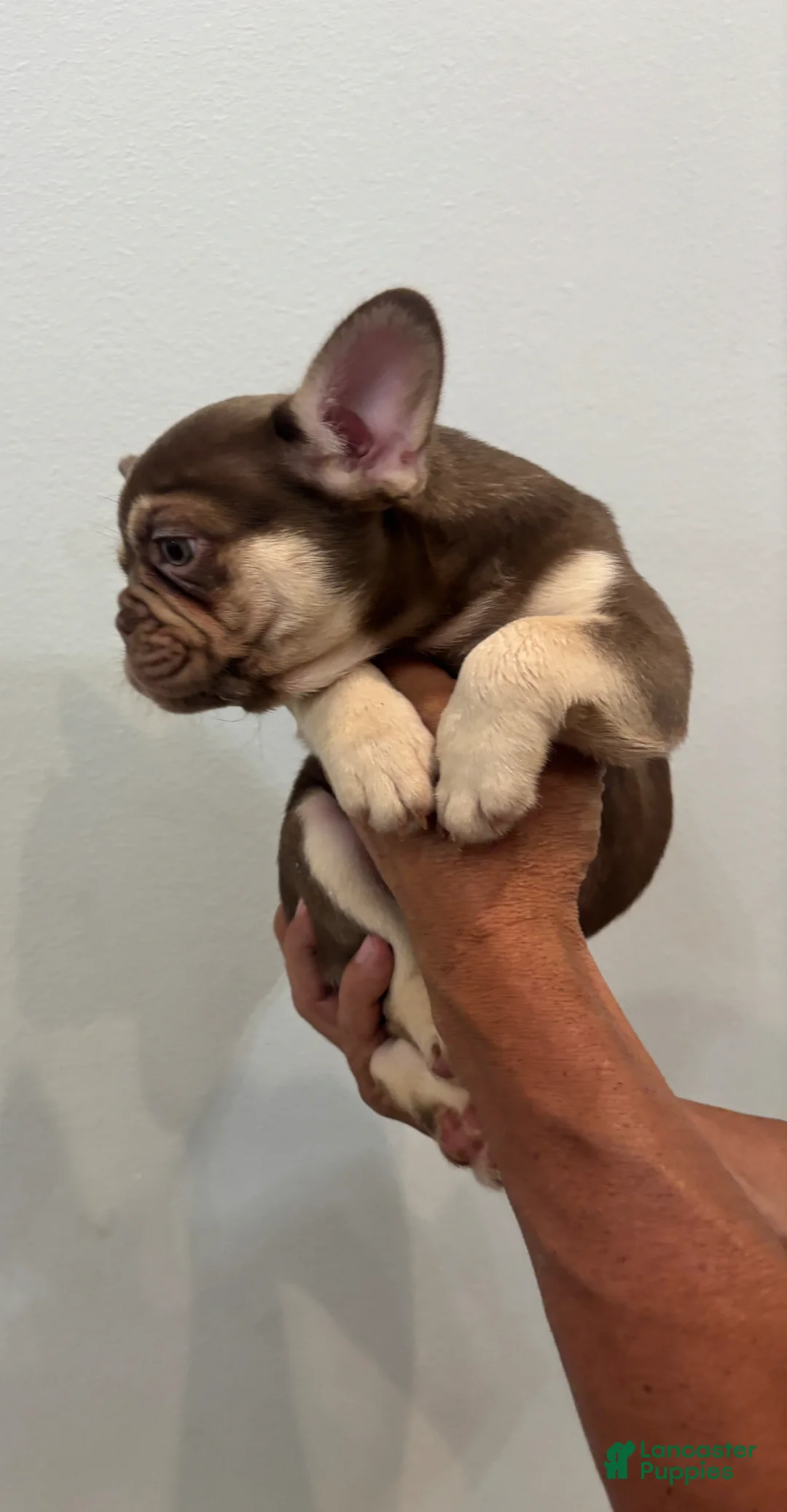 French Bulldog dogs for sale: French Bulldog Puppy 1 - Ad 2