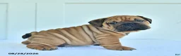 English Bulldog dogs for sale: Carl - Ad 4