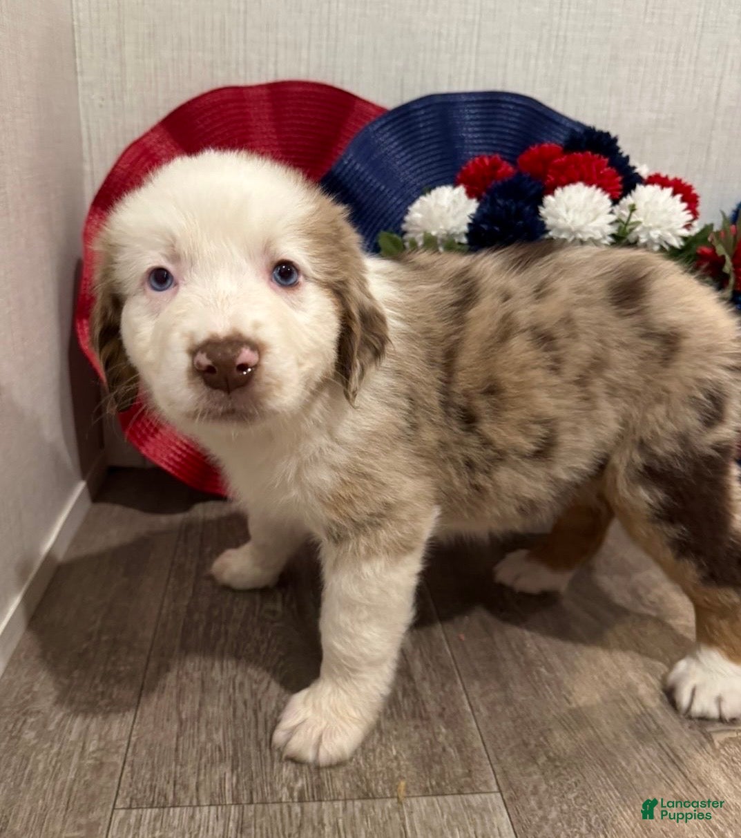 Australian Shepherd dogs Beauty  - Ad 1