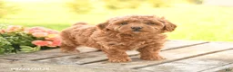 Miniature Poodle dogs for sale: Daffodil - Ad 3