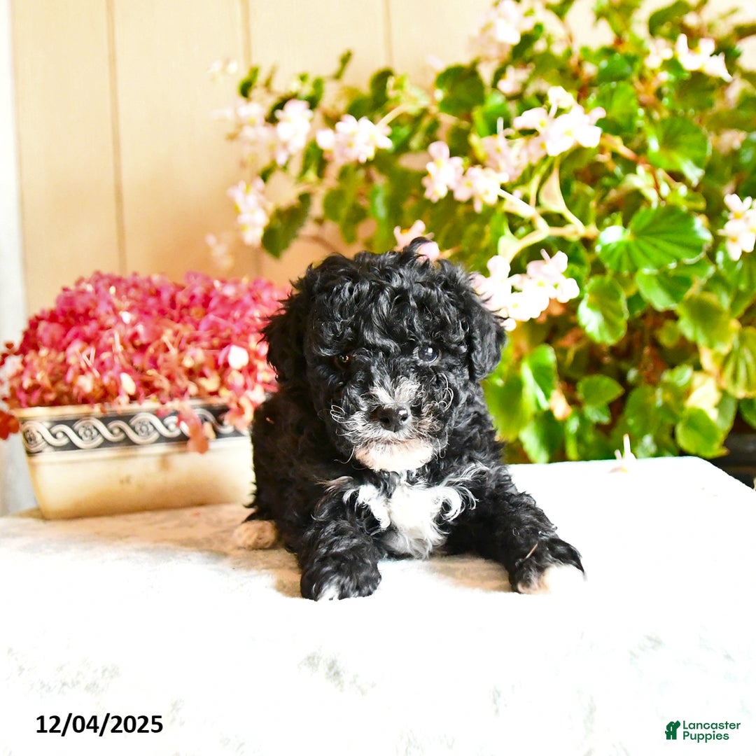 Toy Poodle dogs for sale: Simbo - Ad 2
