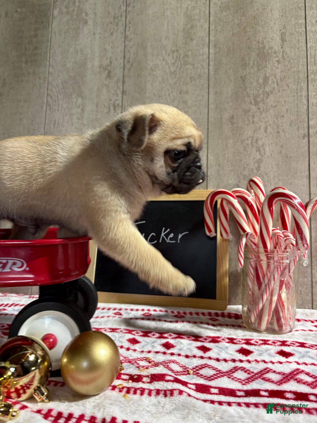 Pug dogs for sale: Tucker - Ad 4