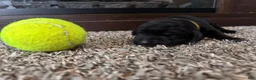 Mixed Breed dogs for sale: Raye - Ad 2