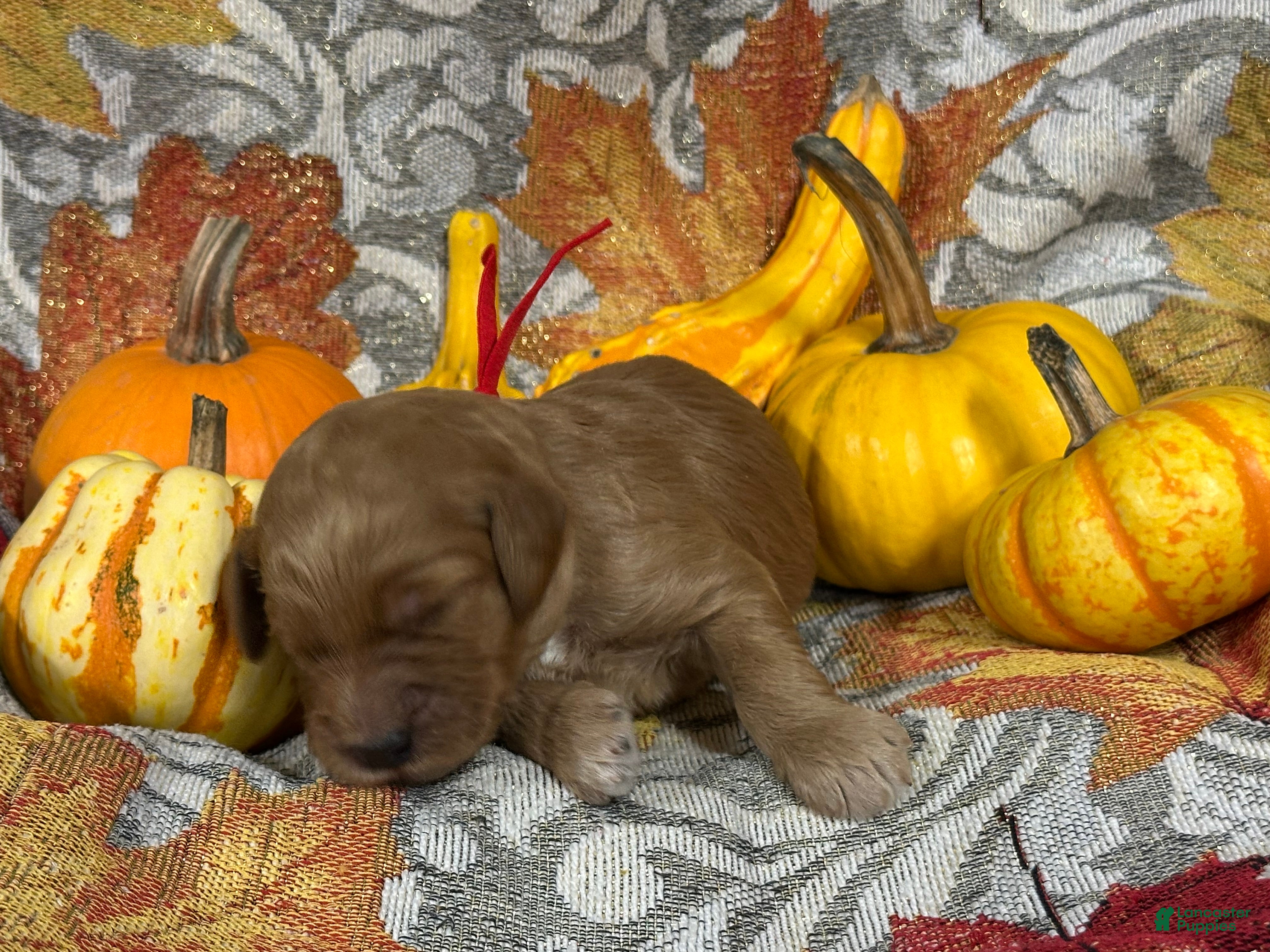 Goldendoodle dogs Red - Ad 21
