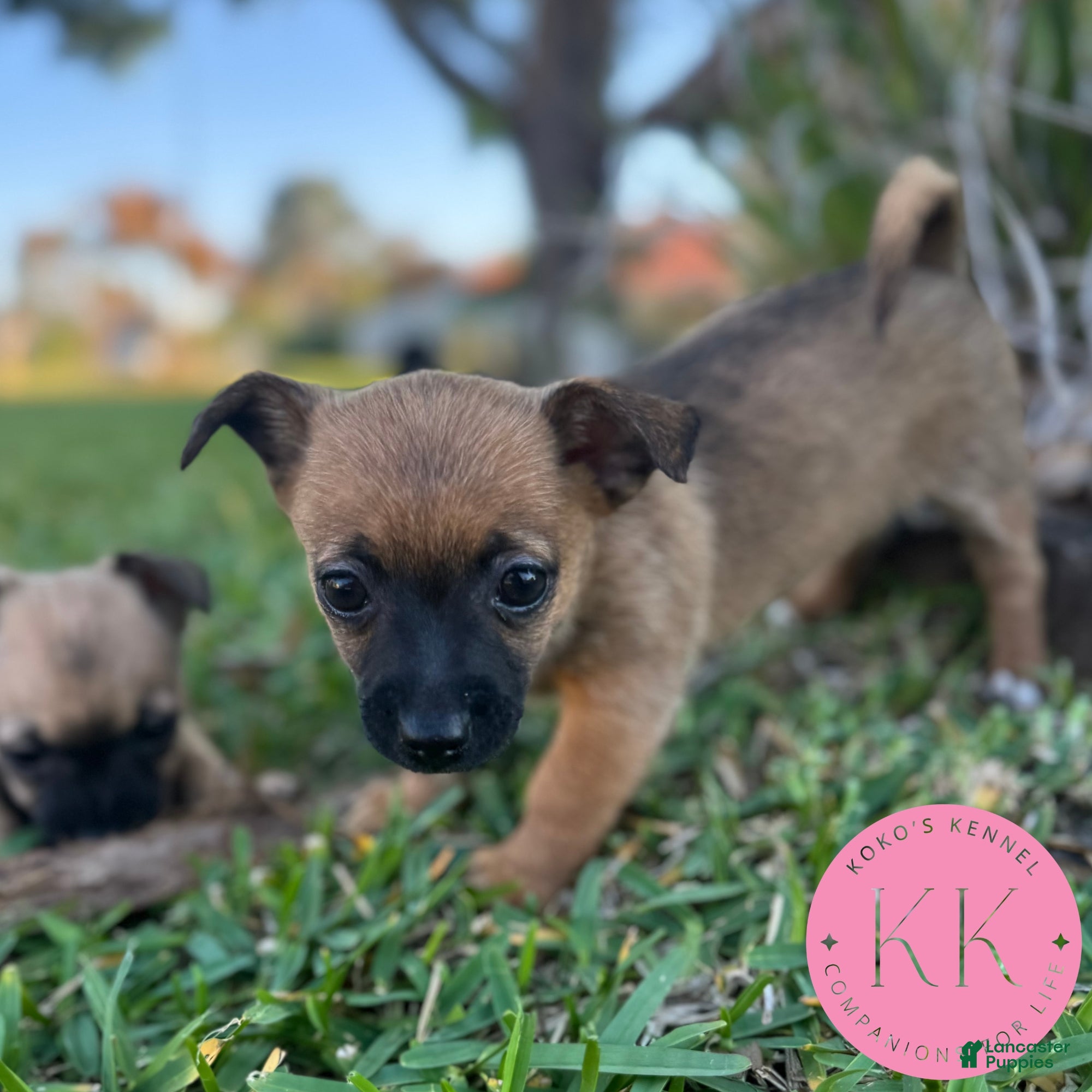 Chipoo dogs Rosemary - Ad 2