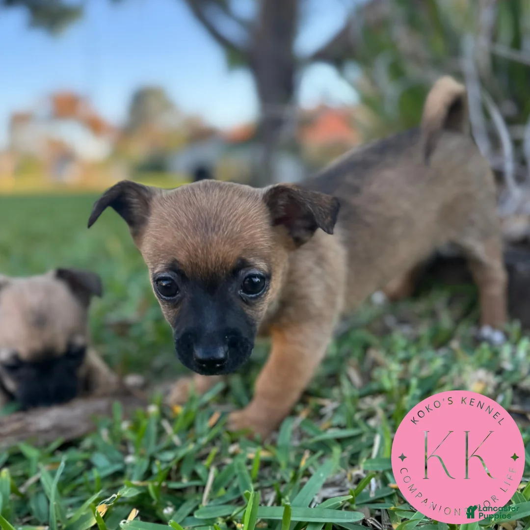 Chipoo dogs for sale: Rosemary - Ad 2