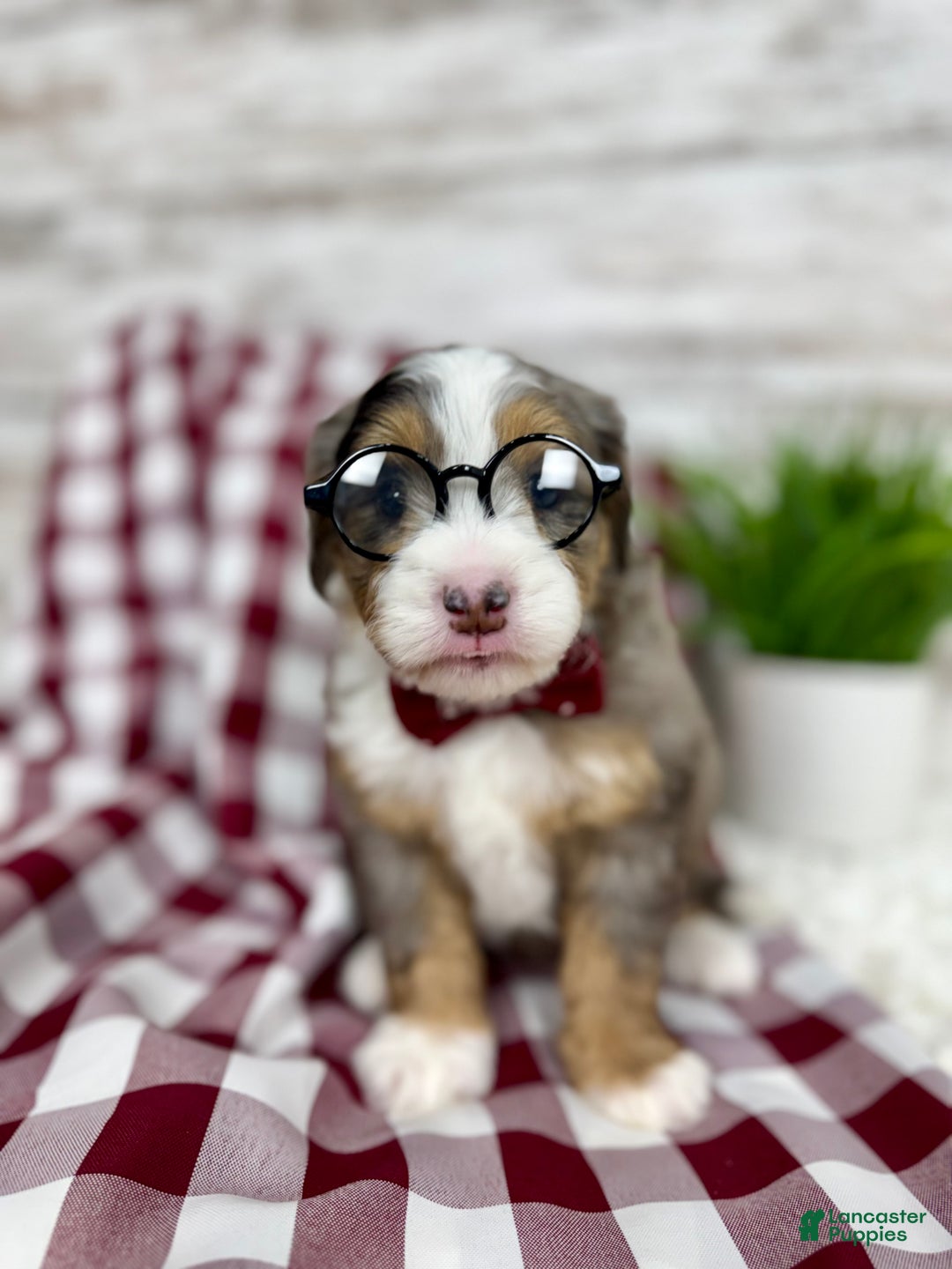 Mini Bernedoodle dogs for sale: Vince - Ad 8