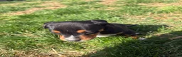 Mixed Breed dogs for sale: Bear - Ad 6