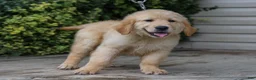 Golden Retriever dogs for sale: Atlee ACA Golden Retriever Pup - Ad 3