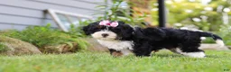 Mini Bernedoodle dogs for sale: Annie - Ad 4