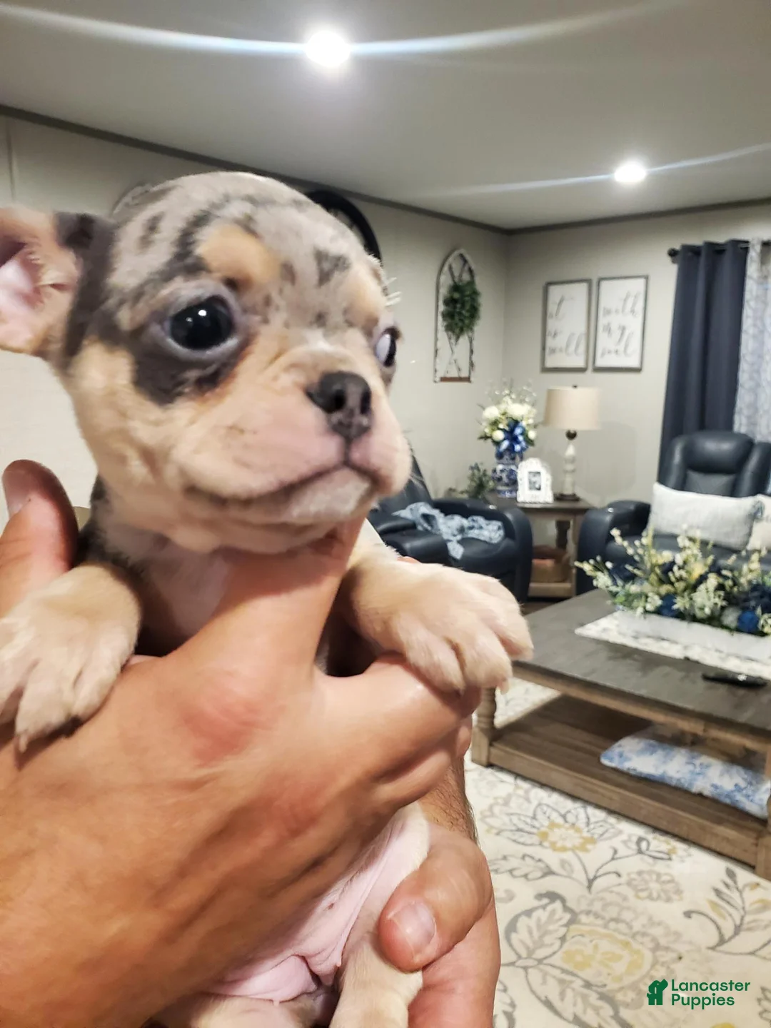 Mixed Breed dogs for sale: Frenchton - Ad 2