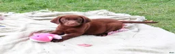 Labrador Retriever dogs for sale: Tootsie - Ad 5