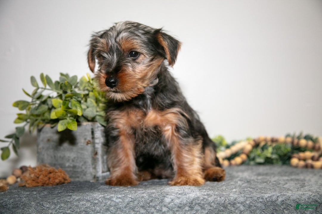 Yorkshire Terrier dogs for sale: Aaron - Ad 2
