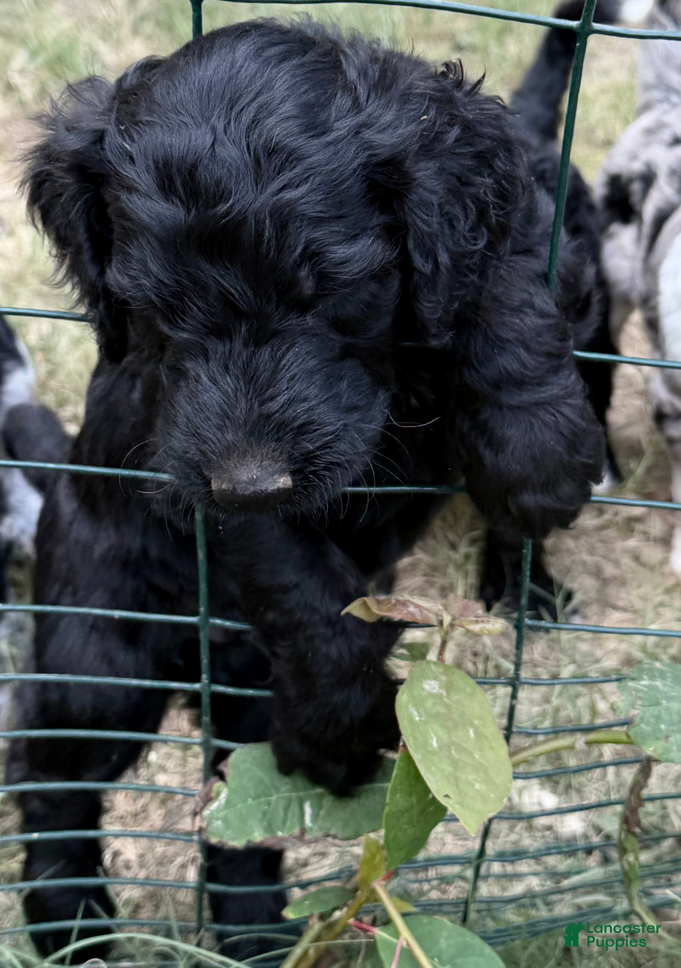 Aussiedoodle dogs TEN - Ad 12